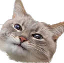 PepestanCatWoem Discord Emoji