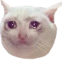 PepestanCatSoSad Discord Emoji
