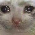 :PepestanCatCrying: Discord Emote