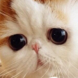 :PepestanCatEmbarrasment: Discord Emote