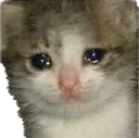 PepestanCatSad Discord Emoji