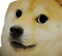 Doge Stare Discord Emoji
