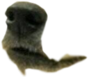 dogeMouth