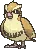 pidgey