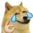 dogeJoy Discord Emoji