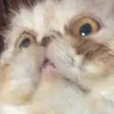 WTF