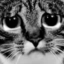 sadcat