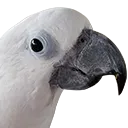 buoyface