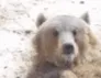 bearwave