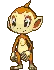 chimchar