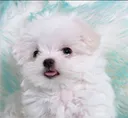 Doggo