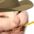 zubatMEOWDY