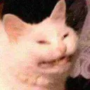 catpain