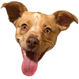 maddyeNova