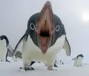 pengu