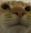 catwhat