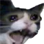 SAD_CAT