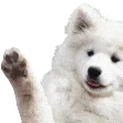DogWave6