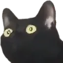catscan catscan