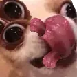 chernohyes