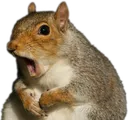 squirrel
