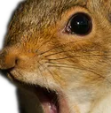 squirr
