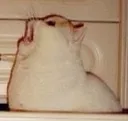 wahhh