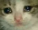 sad_cat2