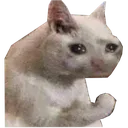 sadcat
