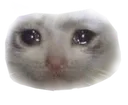 catsad