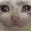 cryingcat Discord Emoji