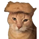 Cat Discord emoji