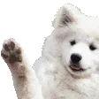 animated_waveBOYE