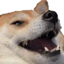 Jdoge