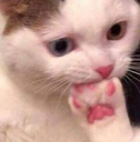 :CAT_ThinkingCat: Discord Emote