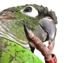PeroThink