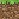 grass