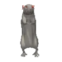 ratdance