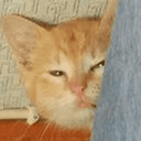 :PepestanBrokenCat7: Discord Emote