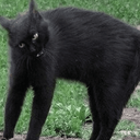 :PepestanBrokenCat5: Discord Emote