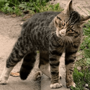 :PepestanBrokenCat4: Discord Emote
