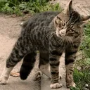 PepestanBrokenCat4 Discord Emoji