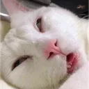 PepestanBrokenCat2 Discord Emoji