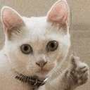 :PepestanBrokenCat1: Discord Emote