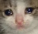 sadcat