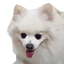 cumlordChi