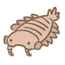Acolamona
