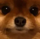 Oliveupset Oliveupset