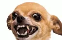 AngeryDoggo AngeryDoggo