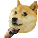 dogeshoo